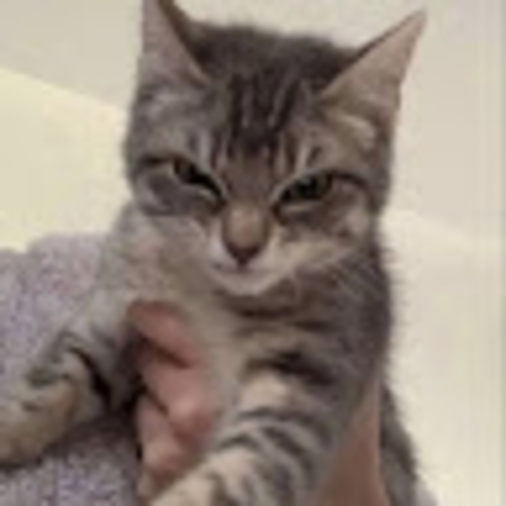 Meet your Posher, Emerson